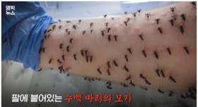 모기한테 팔을 제물로 바친 어느 과학자의 사연(약혐